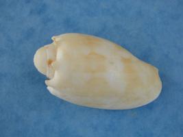 Melo Umbilicatus