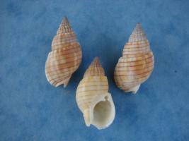 Nassarius Glans