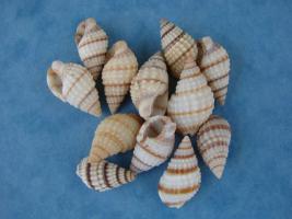 Nassarius Pyrrhus