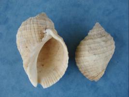 Neothais Orbita