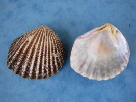 Neotrigonia Margaritacea
