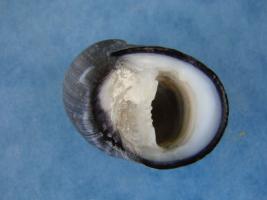 Nerita Atramentosa