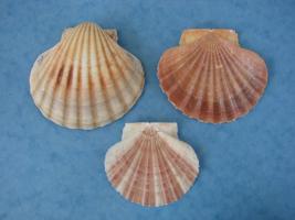Pecten Meridionalis