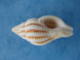 Peristernia Incarnata