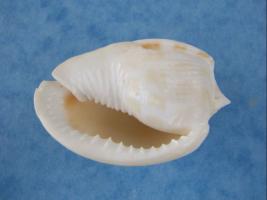 Phalium Areola