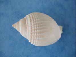 Phalium Semigranosum