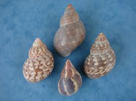 Phasianella Australis