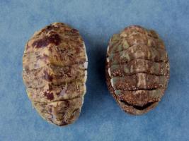 Plaxiphora Albida