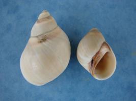 Polinices Conicus