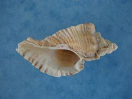 Pterynotus Triformis