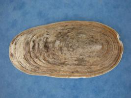 Scutus Anatinus