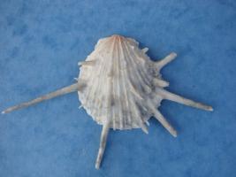 Spondylus Wrightianus