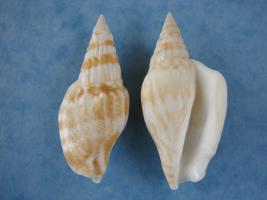 Strombus Vittatus