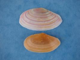 Tellina Albinella
