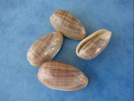 Marginella Angustata