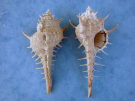 Murex Aduncospinosus