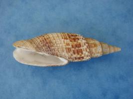 Neocancilla Papilio