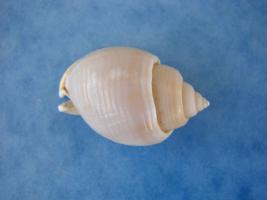 Phalium Canaliculatum