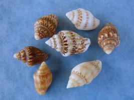 Pyrene Scripta