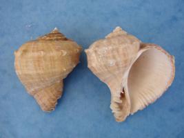 Rapana Rapiformis