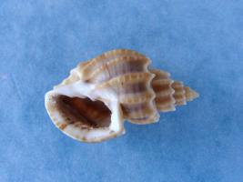 Scalptia Scalarina