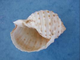 Tonna Dolium
