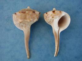 Tudicla Spirillus