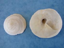 Tugurium Indicum