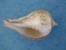 Turbinella Pyrum