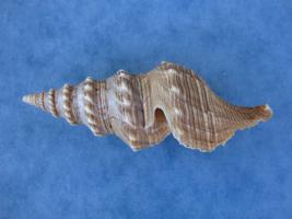 Turricula Javana
