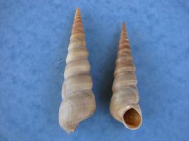 Turritella Duplicata