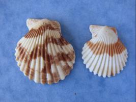 Volachlamys Tranquebarica