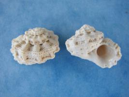 Liotina Peronii