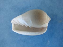 Marginella Ventricosa