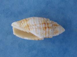 Mitra Puncticulata