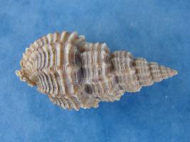 Phos Senticosus