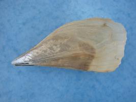 Pinna Bicolor