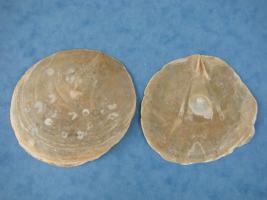 Placuna Placenta