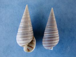 Pyramidella Dolabrata