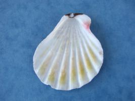 Semipallium Tigris