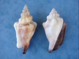 Strombus Urceus