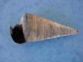 Telescopium Telescopium