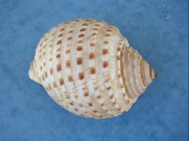 Tonna Marginata