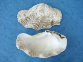 Tridacna Maxima