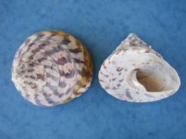 Trochus Niloticus
