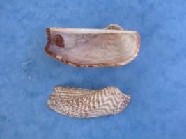 Arca Noae