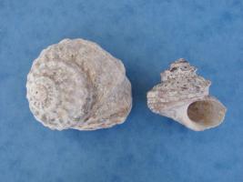 Astraea Rugosa