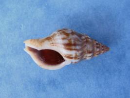 Buccinulum Corneum