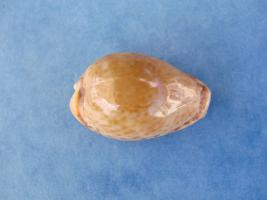 Erosaria Spurca