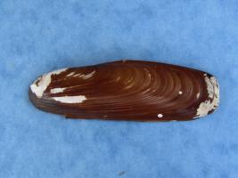 Lithophaga Lithophaga